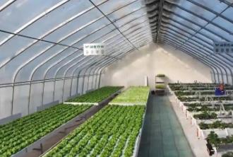 中国蔬菜之乡山东寿光：AI算法成了“种菜管家”