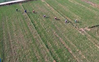 各地因苗施策开展田管 夯实夏粮生产基础