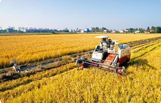 提高强农惠农富农政策效能 激发乡村振兴动力活力