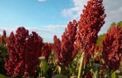 发票数据显示内蒙古农产品销售稳定向好