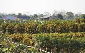 年桔热销正当时，广州“年桔之乡”为何停办“丰收节”？