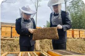 滴滴匠心蜜 扬帆出海香——2025年湖北蜂蜜出口再创佳绩