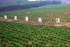 “中国沃柑之乡”广西武鸣：一颗“甜蜜果”串起百亿富民链