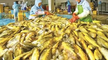 福建大黄鱼“游”出产业新变化