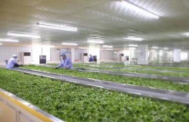 扎根产区，链接新消费：广东茶的产业跃迁