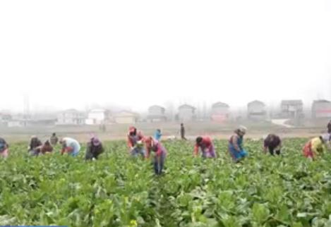多举措保障春节“菜篮子”供应 价稳量丰满足百姓多样化消费需求