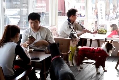 透过“科技旅拍”“电子年货”“冰雪+宠物”解锁春节消费新亮点