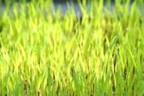 看！春耕里的新质生产力