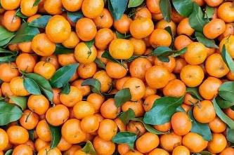 砂糖橘为何能“统治”春节？