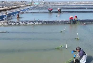 江苏兴化：水乡蟹农的共富密码