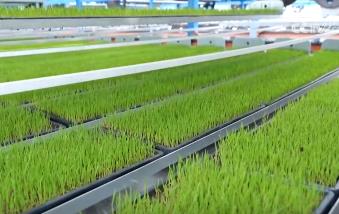 各地积极开展春耕春管工作 希望的田野上“苗”绘多彩春景图