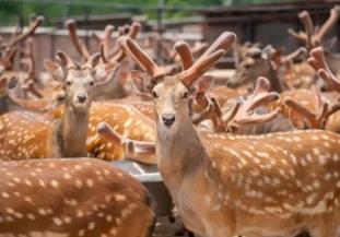 从“皇家鹿苑”到百亿产业链 中国梅花鹿之乡吸引上市公司抢滩