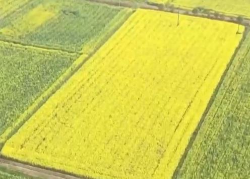 油菜籽扎根巴基斯坦，饲料“游”进越南虾塘！中国农业这样出海→