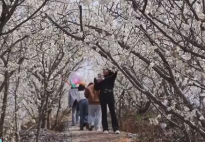 又是一年赏花季 邂逅春日浪漫 “赏花+”为农文旅消费“增香添彩”