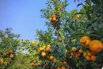 以“技”为抓手实施联农带农 云南临沧特色农业产业奏响“春之曲”