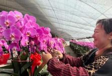 科技赋能“美丽经济” 内蒙古乡村振兴添“花样”引擎