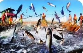 湖北淡水产品总量连续30年居全国第一