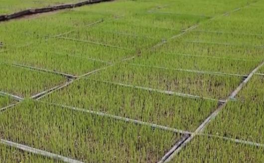 人勤春来早，农忙正当时→把课堂搬到田间地头 以科技赋能产业升级