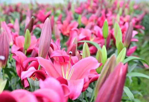 福州闽侯百合盛放引客来