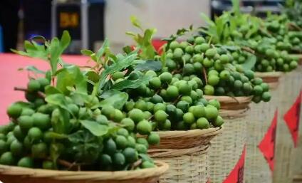 云南临沧： “464”收益分配机制助推坚果产业做大做强