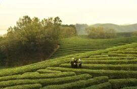 河南省首个出口茶叶“大基地”落户信阳 豫茶出海再添新引擎