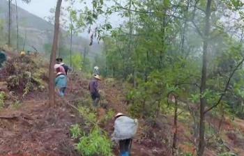 “码上种树”添新绿 国土绿化从“多多种树”迈向“种好管好”新阶段