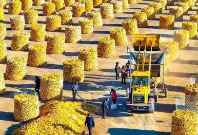 提单产增产能 内蒙古向千亿斤粮食目标迈进