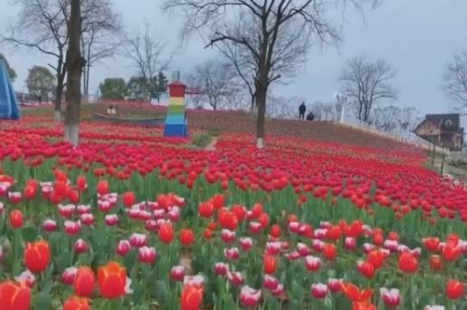 以花为媒将“流量”变“增量” 花海美景开启以旅促农增收“金钥匙”