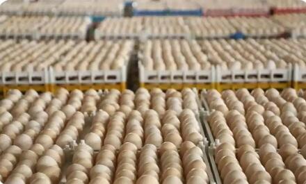 四川夹江“一枚蛋”撬动百亿级产业集群