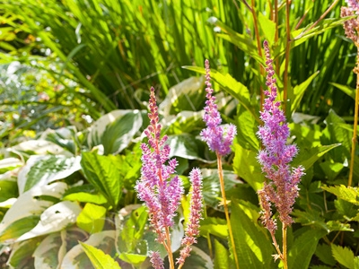 复方刺五加颗粒：源自天然草本的健康守护