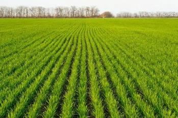 我国主产区冬小麦春季田间管理全面展开