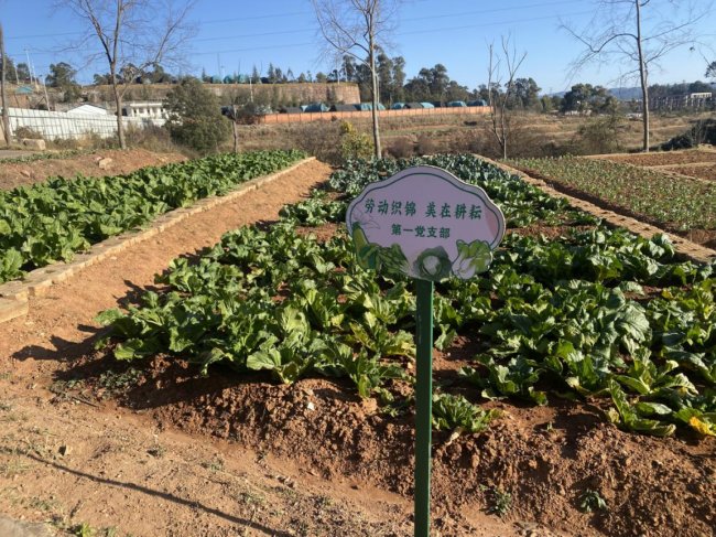 “小菜园”里的“大文章”：从田园实践中感受人文温度