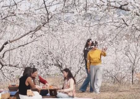 “赏花经济”激活新消费场景 “农文旅”融合让特色产业成为乡村振兴新引擎