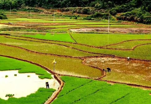 江西万年：贡米之乡的春耕“科技范”