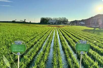 黑龙江庆安：定制农业开辟增收新渠道