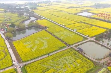 中国菜籽油之乡迎客来 2026年湖北省油菜花节在沙洋启幕