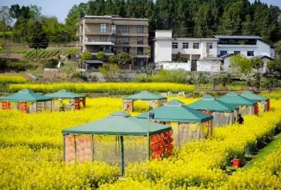 四川发布成德眉资春游线路