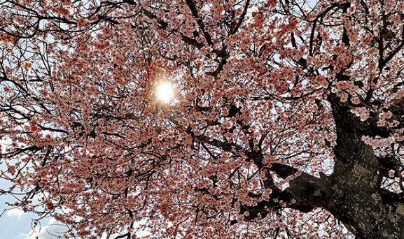 “赏花+”成春日经济关键词 各地文旅解锁“花式”新玩法