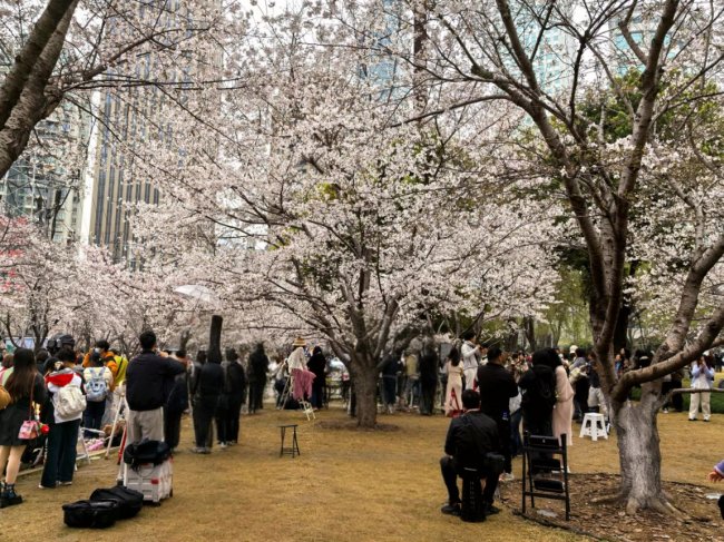 西北湖樱雪漫江城 汉马春风共潮生