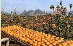 广西桂林：标准体系助推“小柿子”做成“大产业”