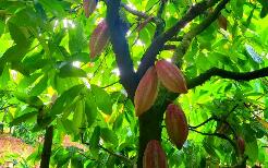 云南西双版纳全力推动可可产业“串珠成链”