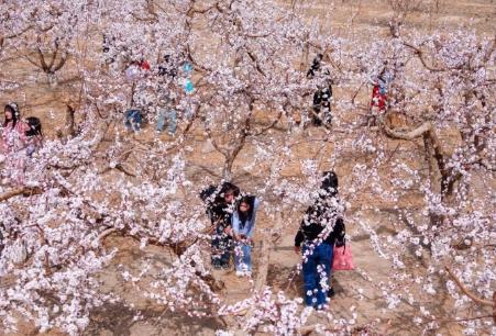花海漫天山，藏着新疆文旅的“流量密码”
