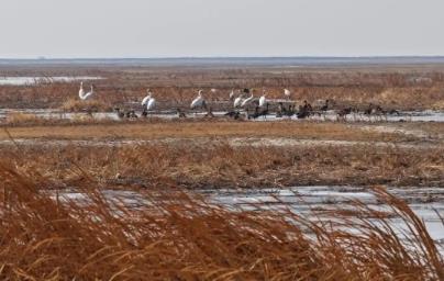 首批春归白鹤飞抵“中国白鹤之乡”镇赉