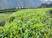 福建省发布全国首个“三茶”统筹标准体系