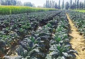 农牧业大区内蒙古实施冷凉蔬菜强基工程