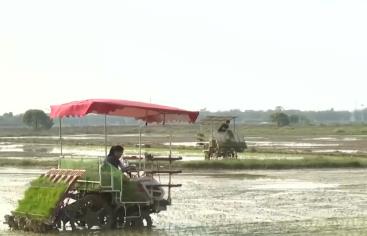 路通渠畅千亩良田插秧忙 高标准农田改造为春耕按下“快进键”