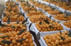 福建枇杷出口产季火热开启