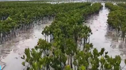 全国首个海洋领域温室气体减排项目落地