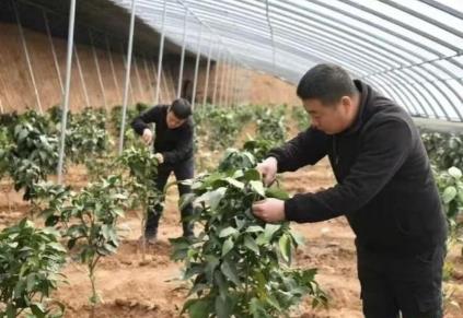 山西高平：特色农业结硕果 产业兴旺绘新景