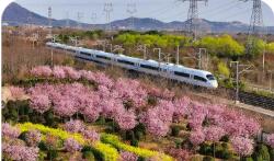 一趟趟旅游列车 驶向春天的花海